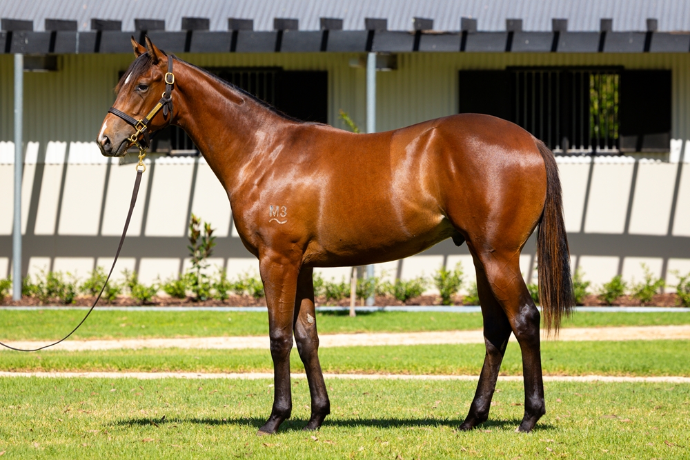 Farnan (AUS) / Serious Satire (AUS) 2024 Colt - Image 1