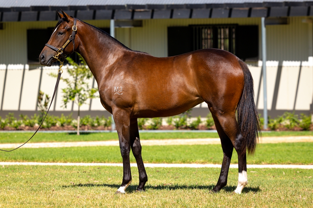 So You Think (NZ) / Tobys Heart (USA) 2024 Filly - Image 1