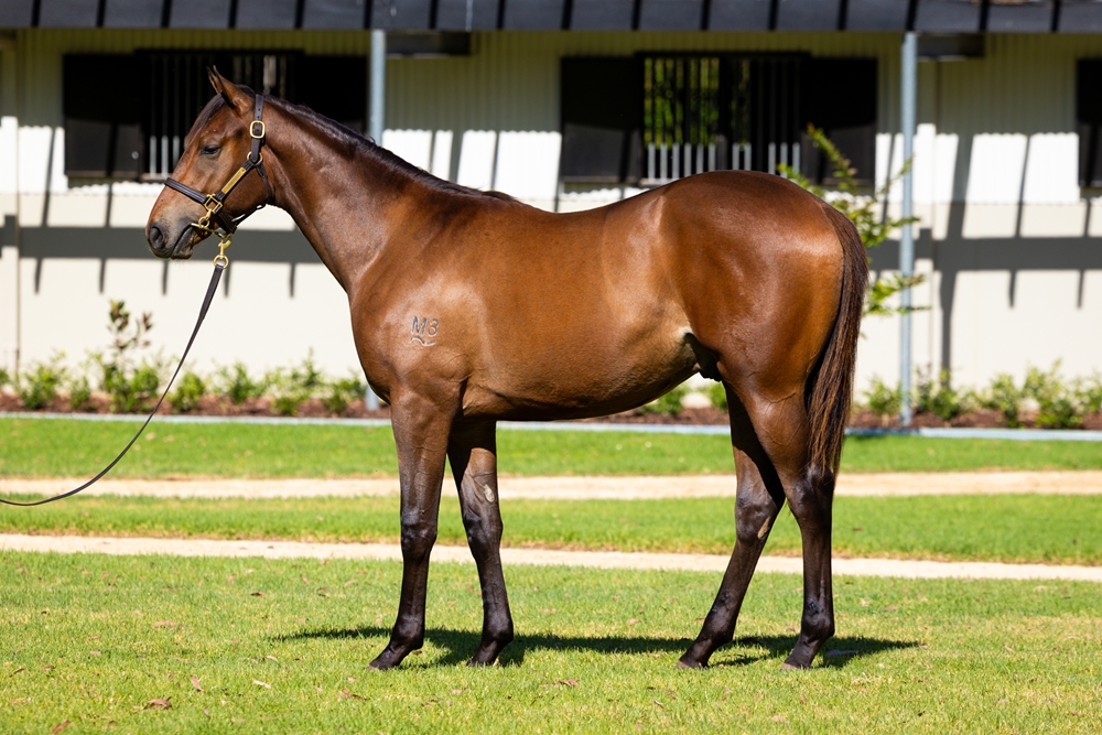 Farnan (AUS) / Summer Fun (AUS) 2024 Colt - Image 1