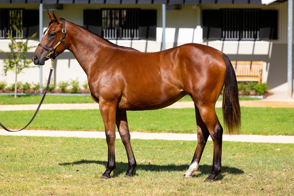 Captivant (AUS) / Speedy Kitty (AUS) 2024 Filly - Image 1