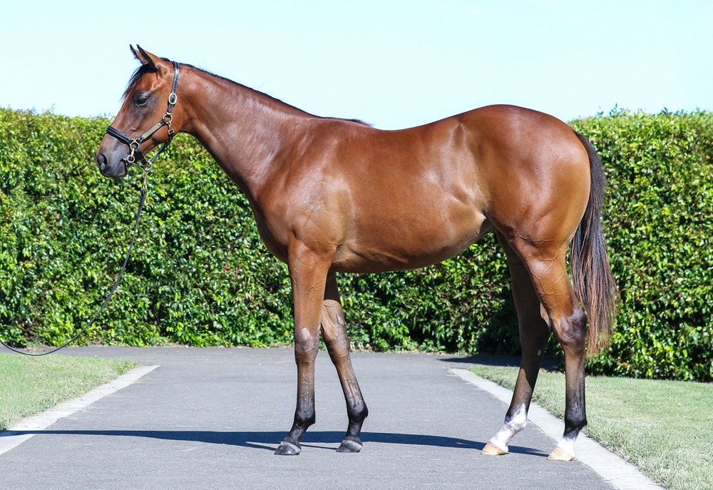 Acrobat (AUS) / I Am Gypsy (AUS) 2024 Filly - Image 1