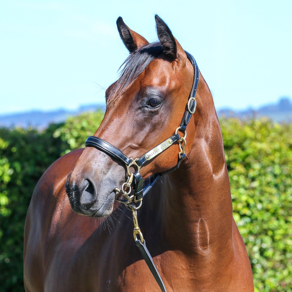 Acrobat (AUS) / I Am Gypsy (AUS) 2024 Filly - Image 2