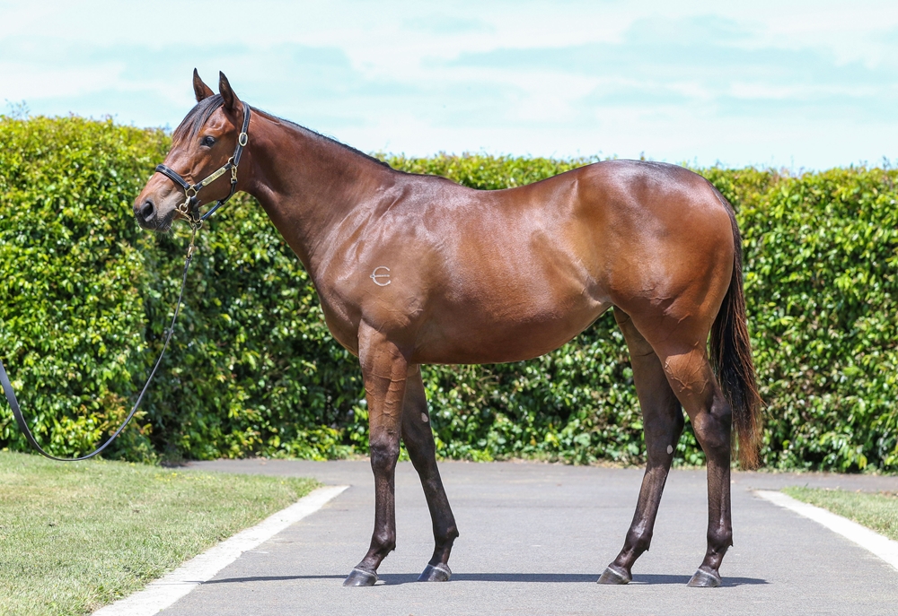 Wootton Bassett (GB) / Our Fraulein (AUS) 2024 Filly - Image 1