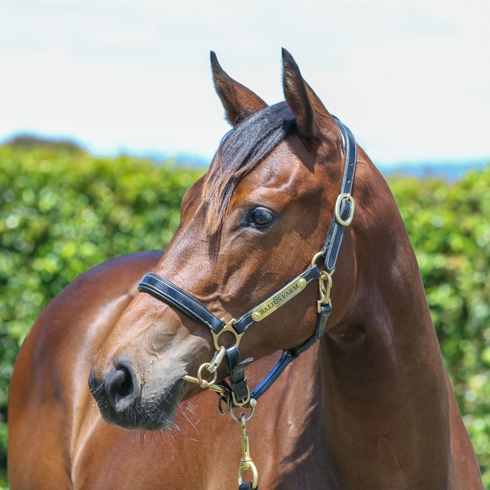 Wootton Bassett (GB) / Our Fraulein (AUS) 2024 Filly - Image 2