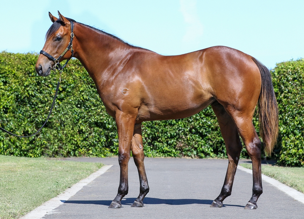 Farnan (AUS) / Ridicule (AUS) 2024 Filly - Image 1