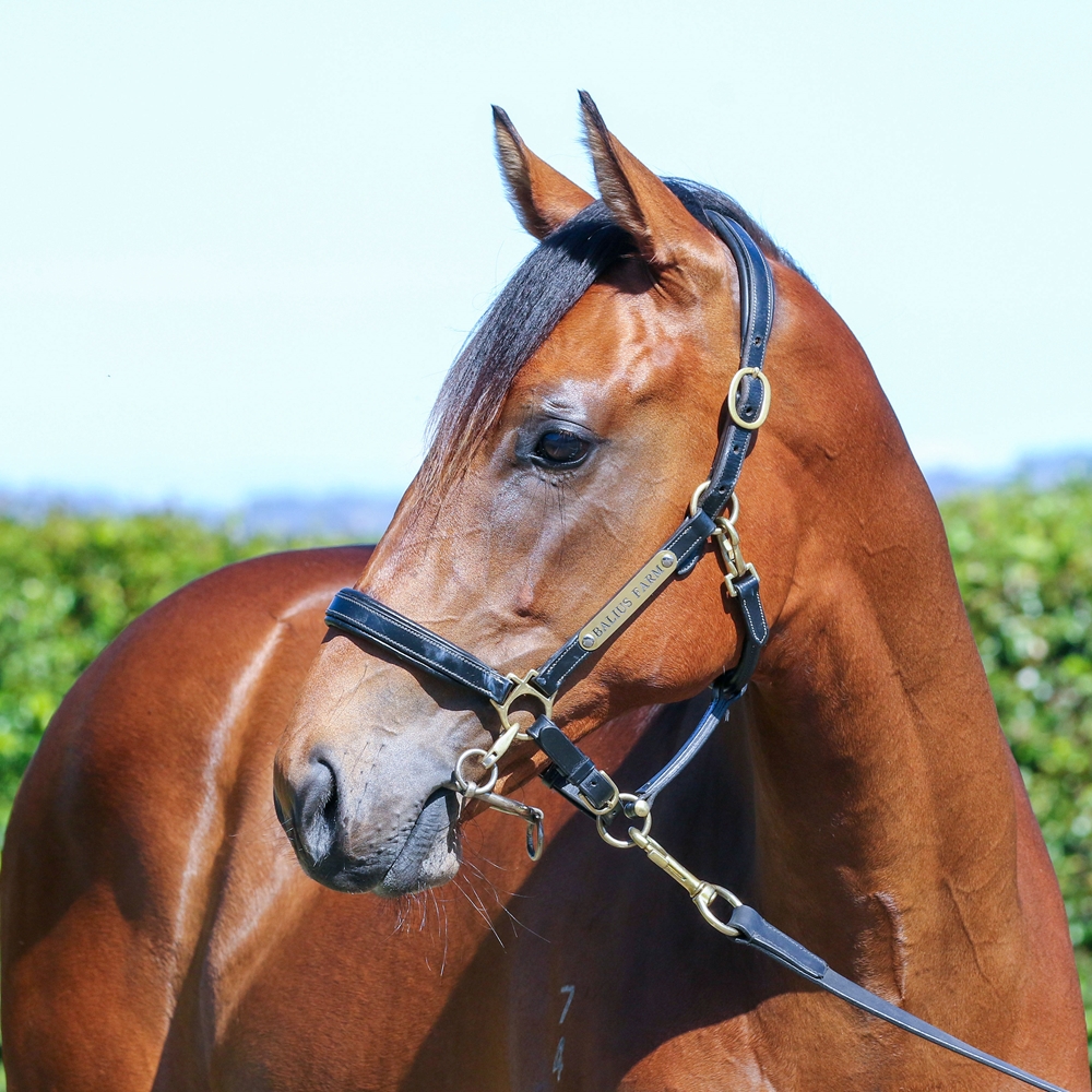 Farnan (AUS) / Ridicule (AUS) 2024 Filly - Image 2