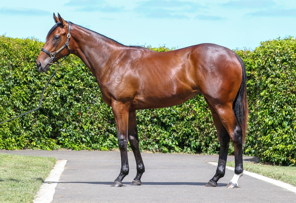 Extreme Warrior (AUS) / Sardaaj (NZ) 2024 Filly - Image 1