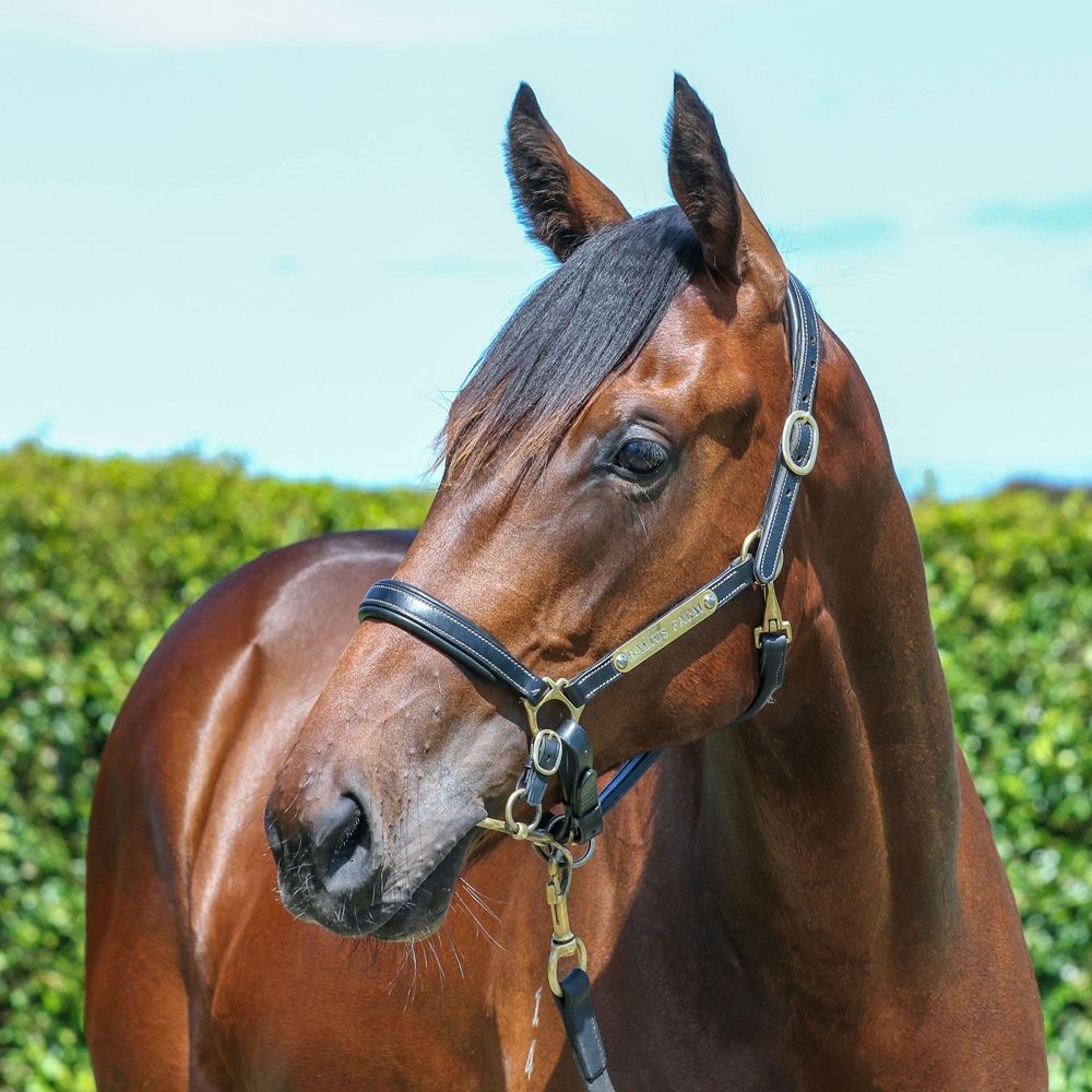 Extreme Warrior (AUS) / Sardaaj (NZ) 2024 Filly - Image 2