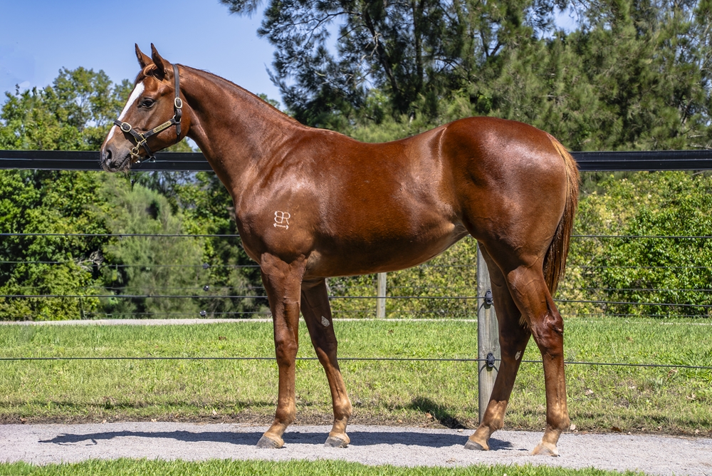 Russian Revolution (AUS) / Beyond the Sea (AUS) 2024 Filly - Image 1