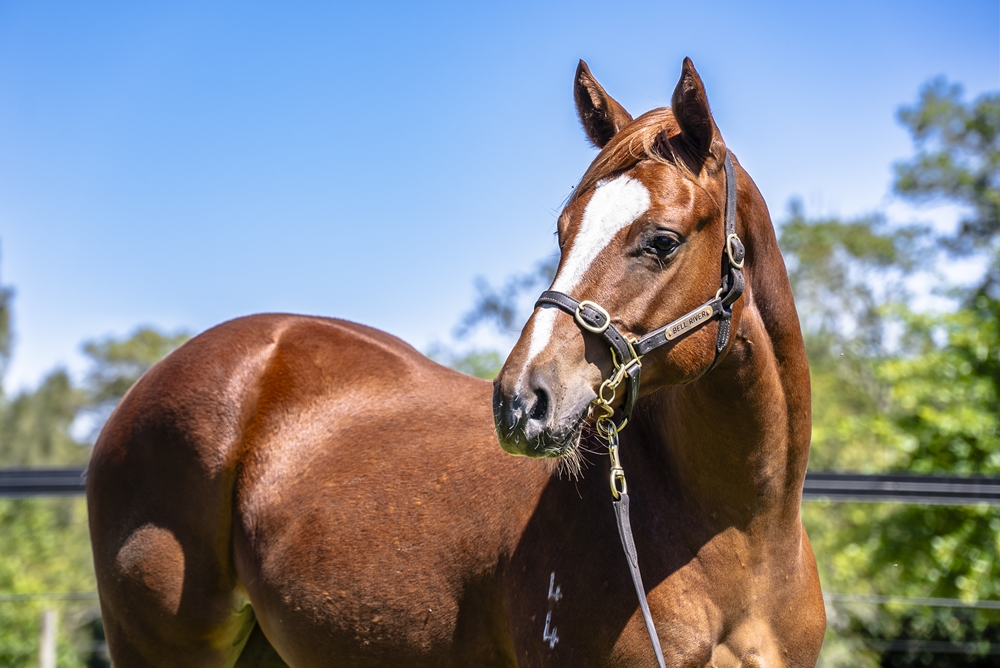 Russian Revolution (AUS) / Beyond the Sea (AUS) 2024 Filly - Image 2