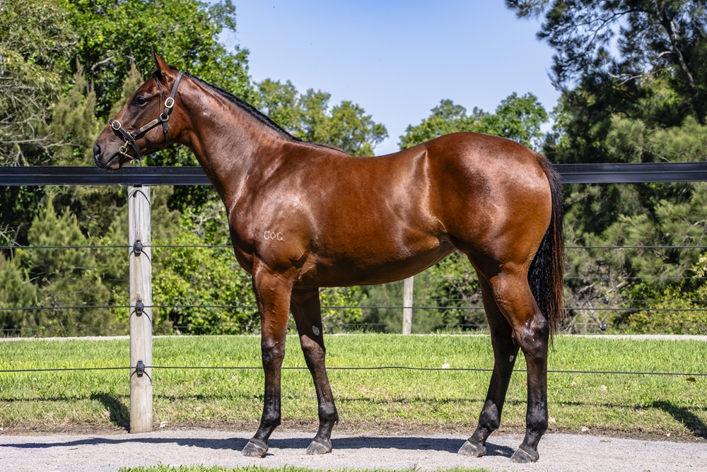 Pinatubo (IRE) / Bleu Zebra (AUS) 2024 Filly - Image 1