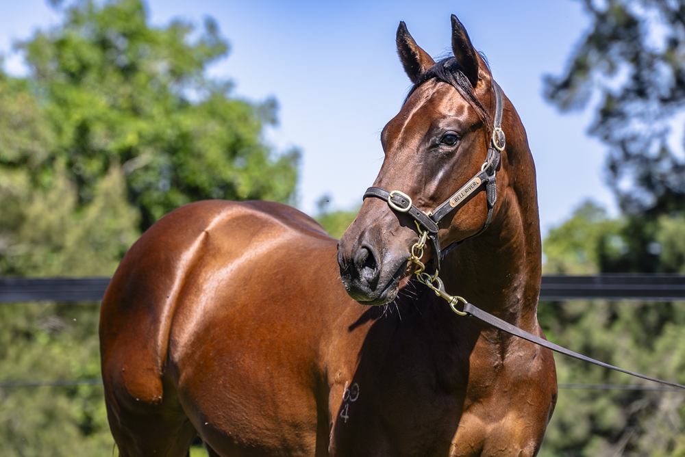 Pinatubo (IRE) / Bleu Zebra (AUS) 2024 Filly - Image 2