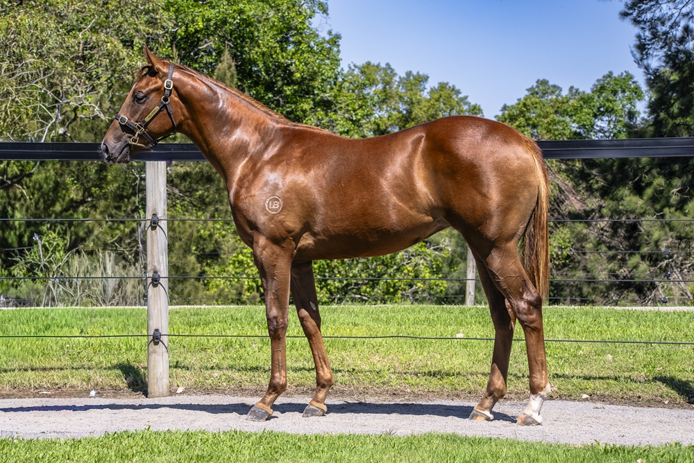 Harry Angel (IRE) / Brahmagiri (AUS) 2024 Filly - Image 1