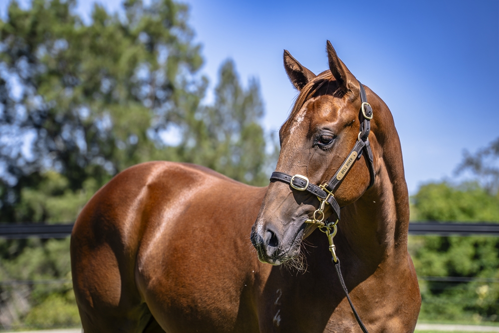 Harry Angel (IRE) / Brahmagiri (AUS) 2024 Filly - Image 2