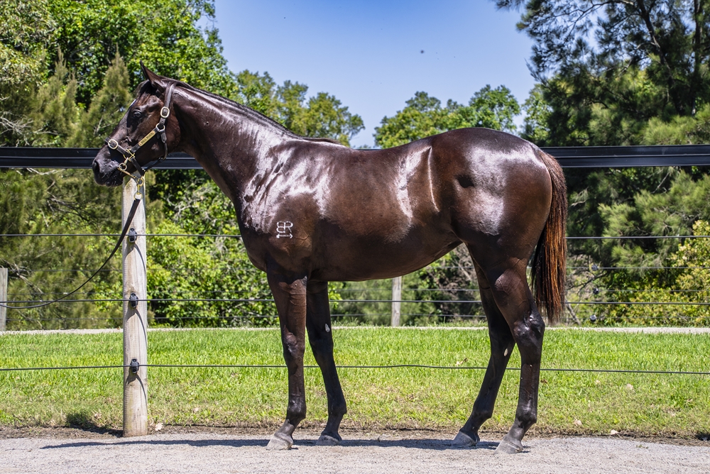 Tassort (AUS) / Miss Bling (NZ) 2024 Filly - Image 1