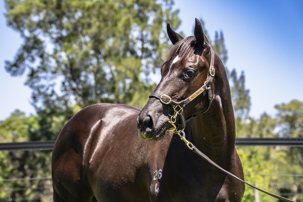 Tassort (AUS) / Miss Bling (NZ) 2024 Filly - Image 2