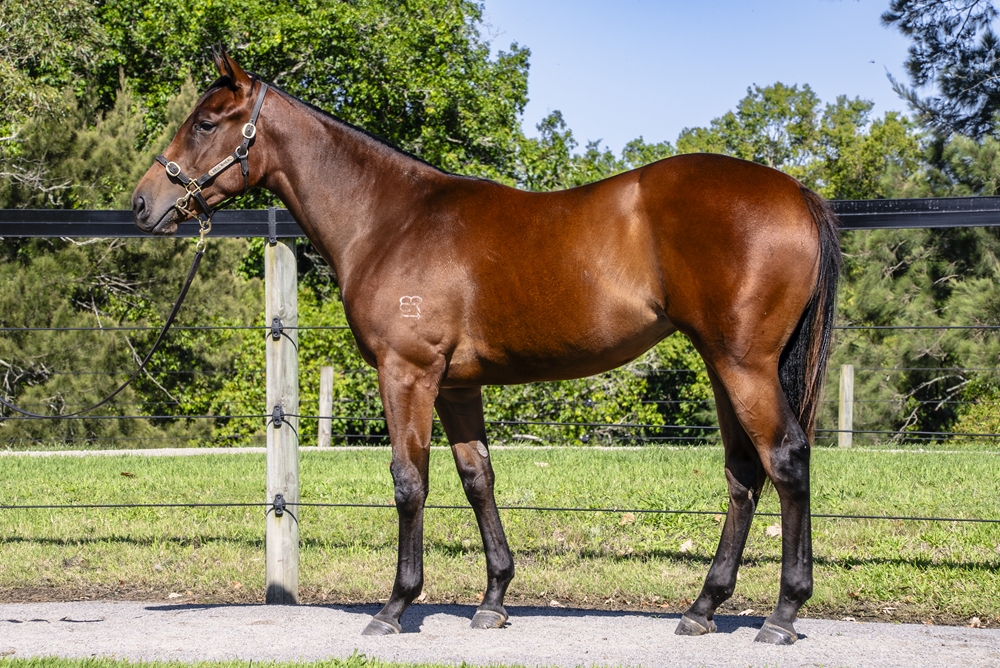 State of Rest (IRE) / Nulka (AUS) 2024 Filly - Image 1