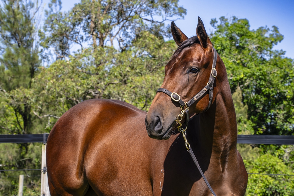 State of Rest (IRE) / Nulka (AUS) 2024 Filly - Image 2
