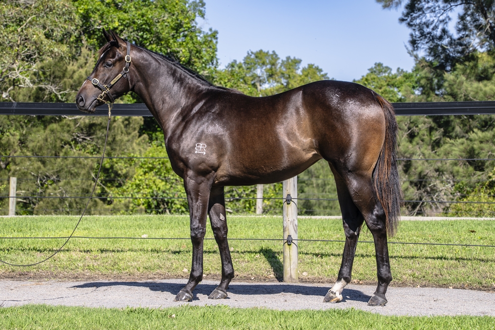 Anamoe (AUS) / Prophet's Thumb (AUS) 2024 Filly - Image 1