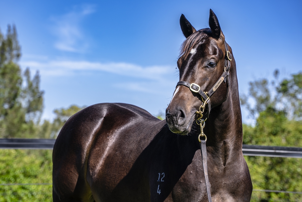 Anamoe (AUS) / Prophet's Thumb (AUS) 2024 Filly - Image 2