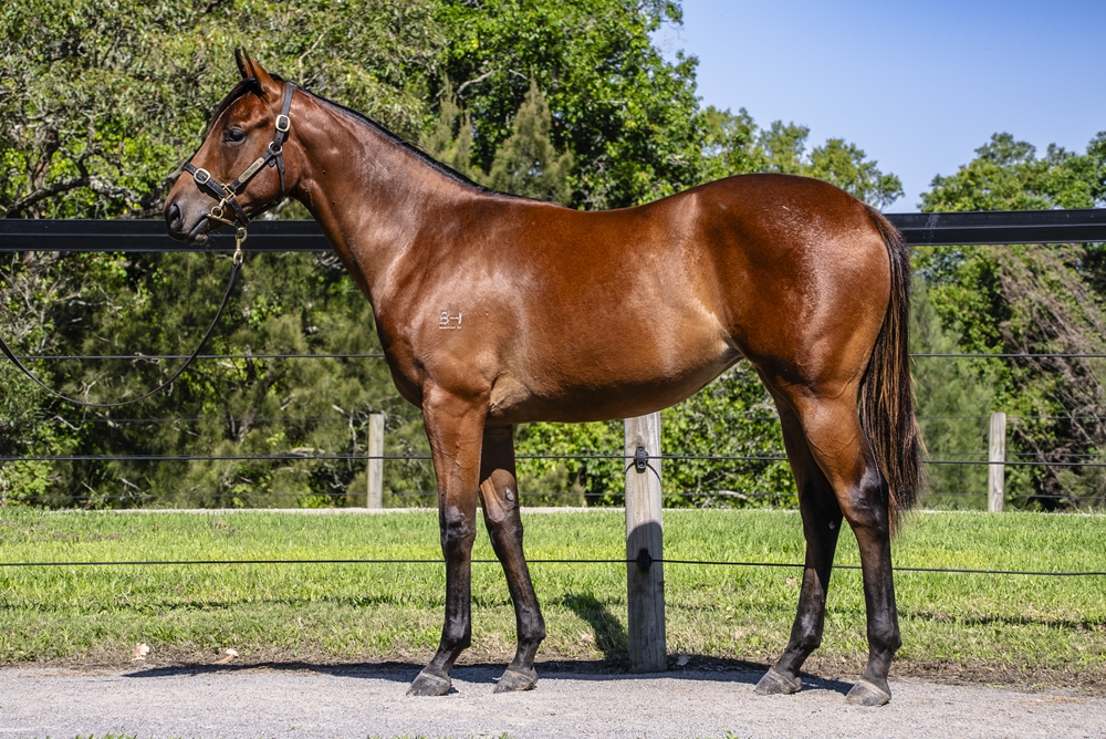 Anamoe (AUS) / Secret Doubt (AUS) 2024 Filly - Image 1
