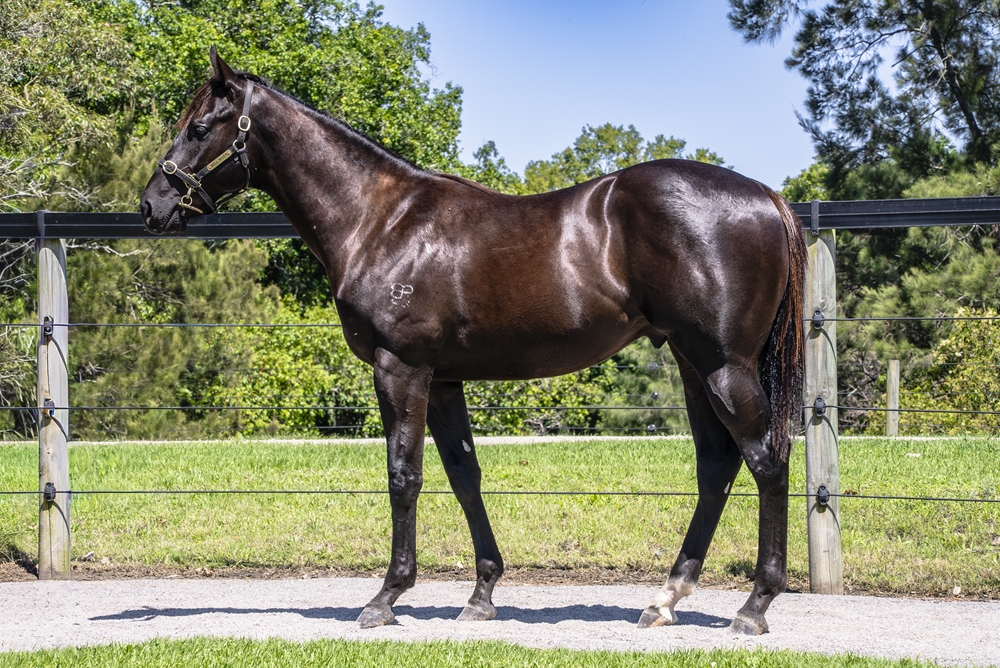Tassort (AUS) / Singular Sensation (AUS) 2024 Colt - Image 1