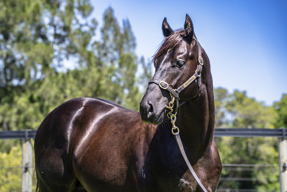 Tassort (AUS) / Singular Sensation (AUS) 2024 Colt - Image 2