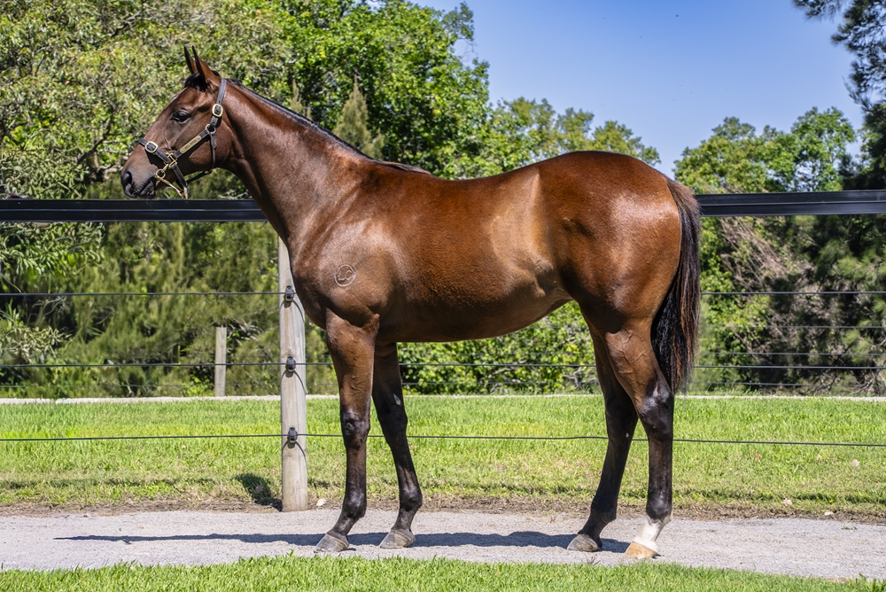 All Too Hard (AUS) / Star Progeny (AUS) 2024 Filly - Image 1