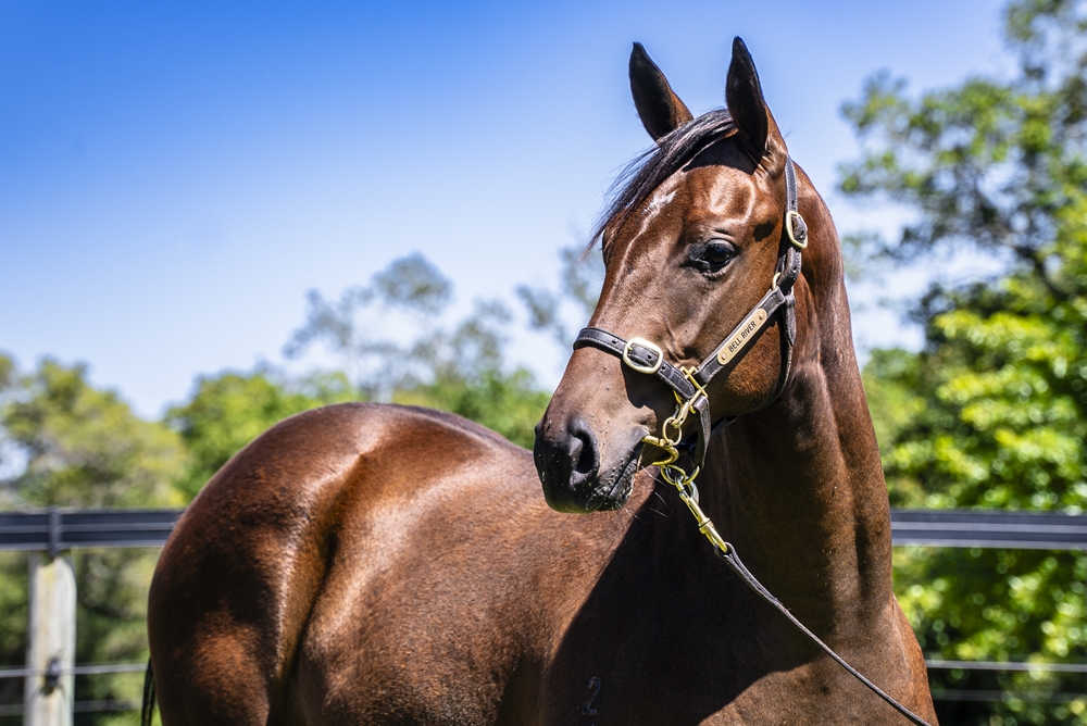 All Too Hard (AUS) / Star Progeny (AUS) 2024 Filly - Image 2