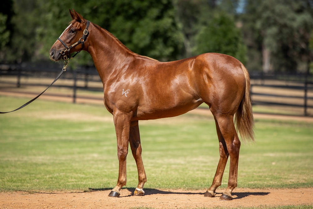 Trapeze Artist (AUS) / A Lot More Love (AUS) 2024 Filly - Image 1