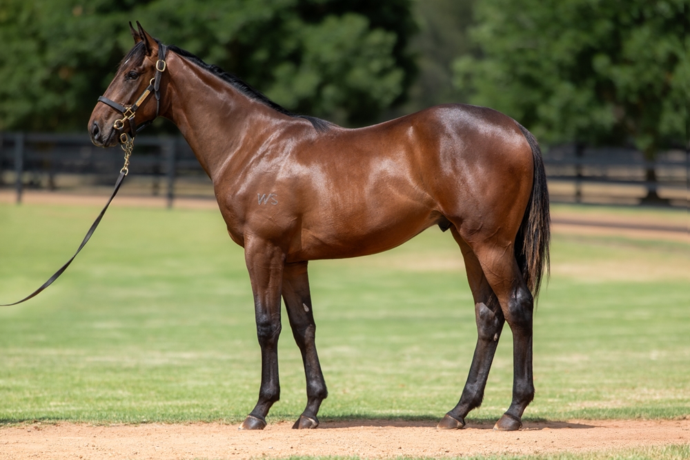 Super Seth (AUS) / Acting (NZ) 2024 Colt - Image 1
