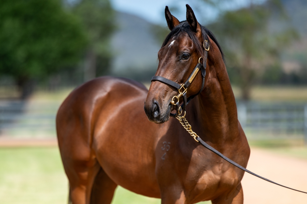Super Seth (AUS) / Acting (NZ) 2024 Colt - Image 2