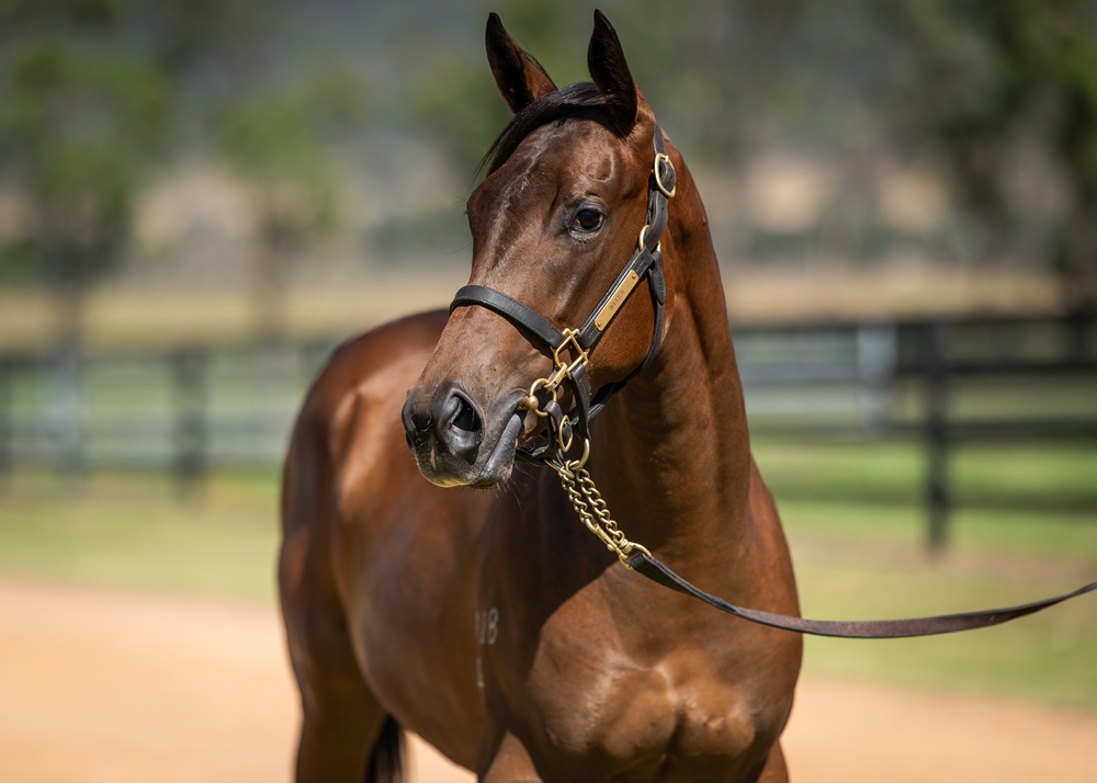 Stay Inside (AUS) / Arianne (NZ) 2024 Filly - Image 2
