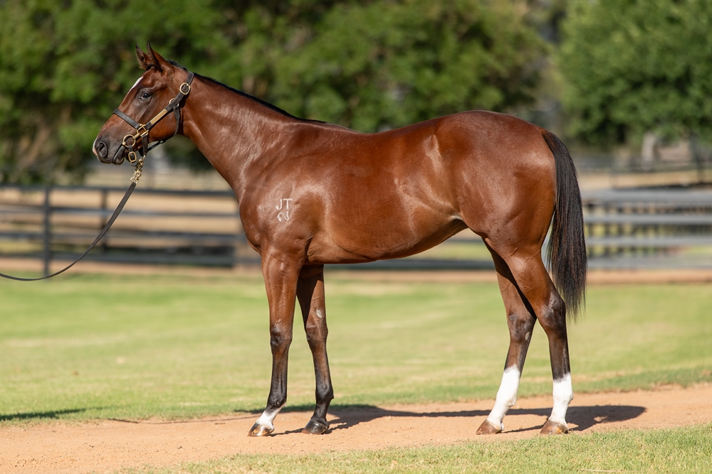 Jacquinot (AUS) / Bella Sorellina (AUS) 2024 Filly - Image 1