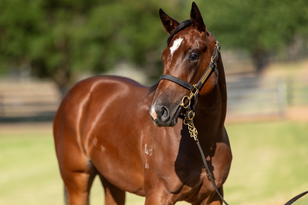 Jacquinot (AUS) / Bella Sorellina (AUS) 2024 Filly - Image 2