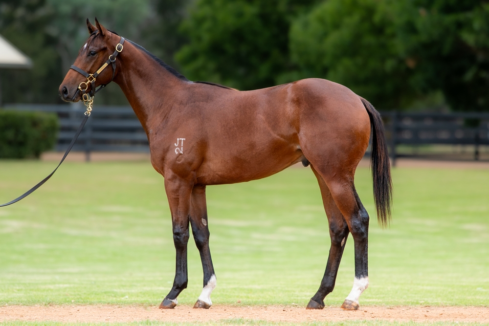 Jacquinot (AUS) / Bollywood Nights (AUS) 2024 Colt - Image 1