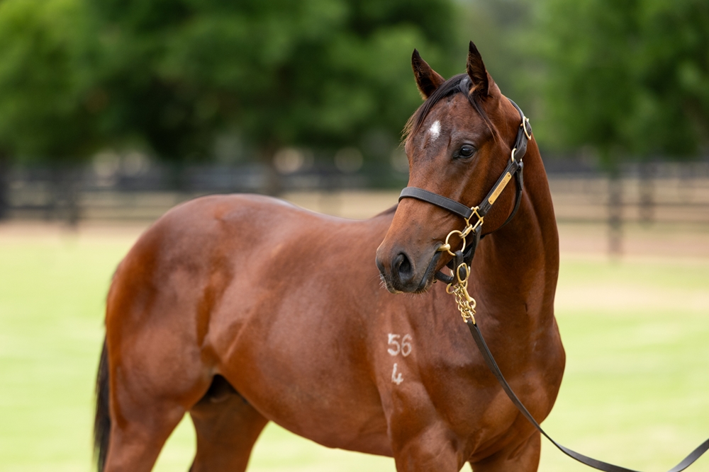 Jacquinot (AUS) / Bollywood Nights (AUS) 2024 Colt - Image 2