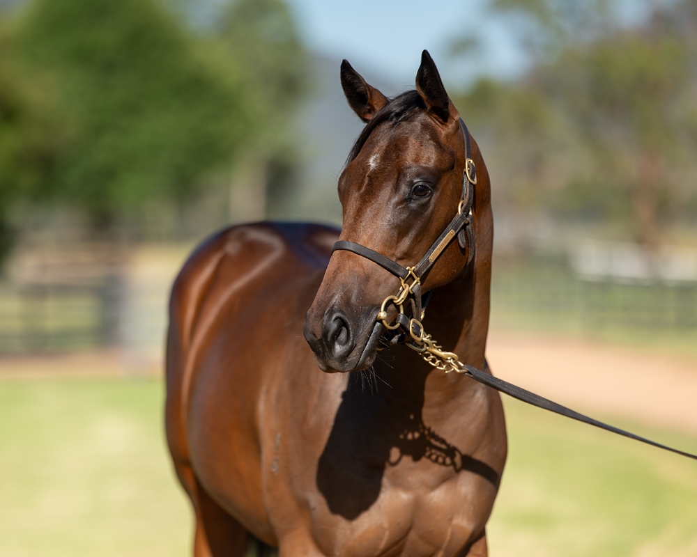 In the Congo (AUS) / Bolsonaro (AUS) 2024 Filly - Image 2