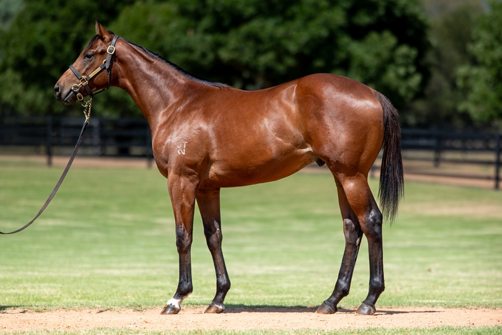 Jacquinot (AUS) / Bombshell Babe (NZ) 2024 Colt - Image 1