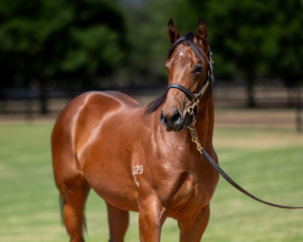 Jacquinot (AUS) / Bombshell Babe (NZ) 2024 Colt - Image 2