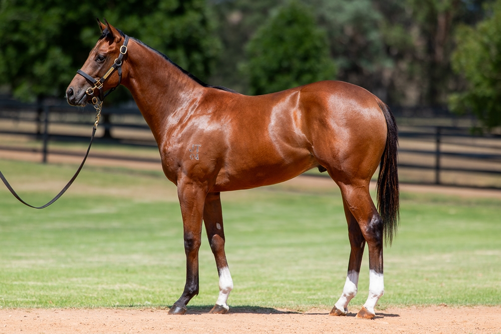 Jacquinot (AUS) / Bonheur (AUS) 2024 Colt - Image 1