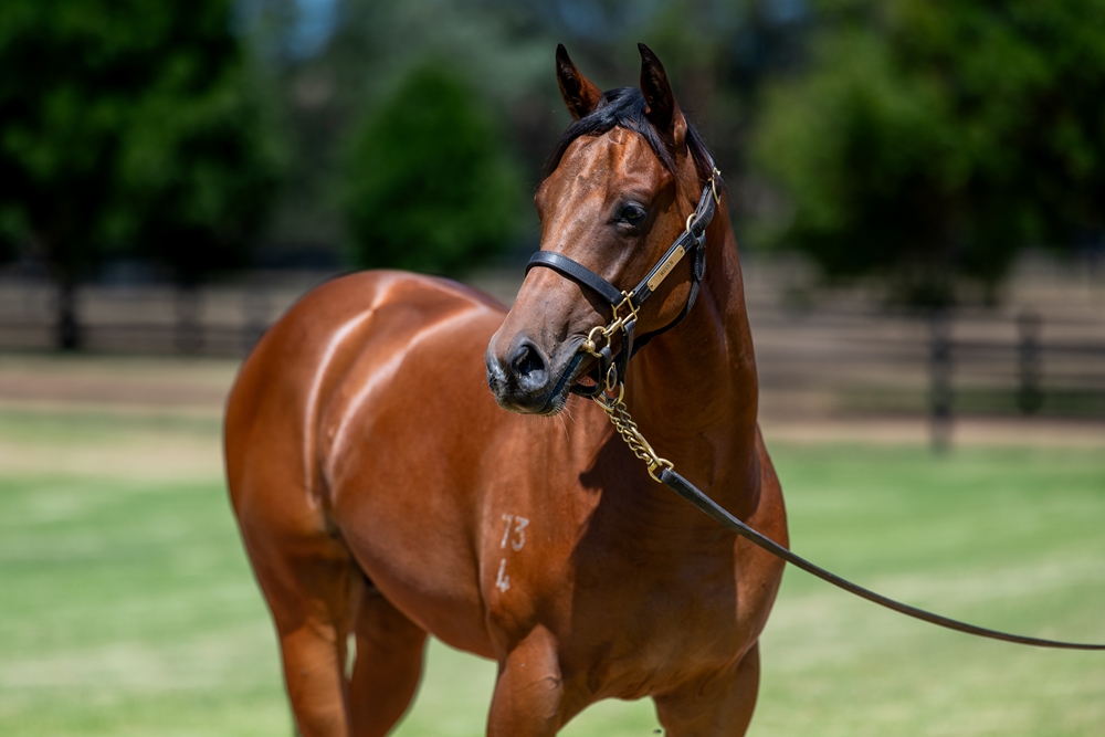 Jacquinot (AUS) / Bonheur (AUS) 2024 Colt - Image 2