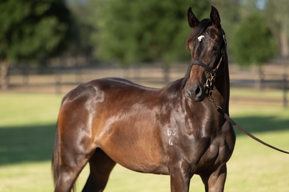Zoustar (AUS) / Combat Queen (AUS) 2024 Filly - Image 2
