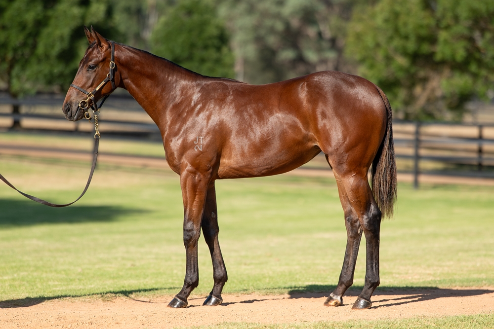 Zoustar (AUS) / Comprende (AUS) 2024 Filly - Image 1