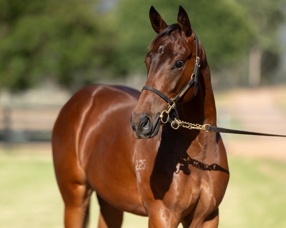 Zoustar (AUS) / Comprende (AUS) 2024 Filly - Image 2