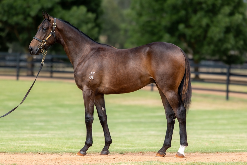 Zoustar (AUS) / Dulverton (AUS) 2024 Colt - Image 1
