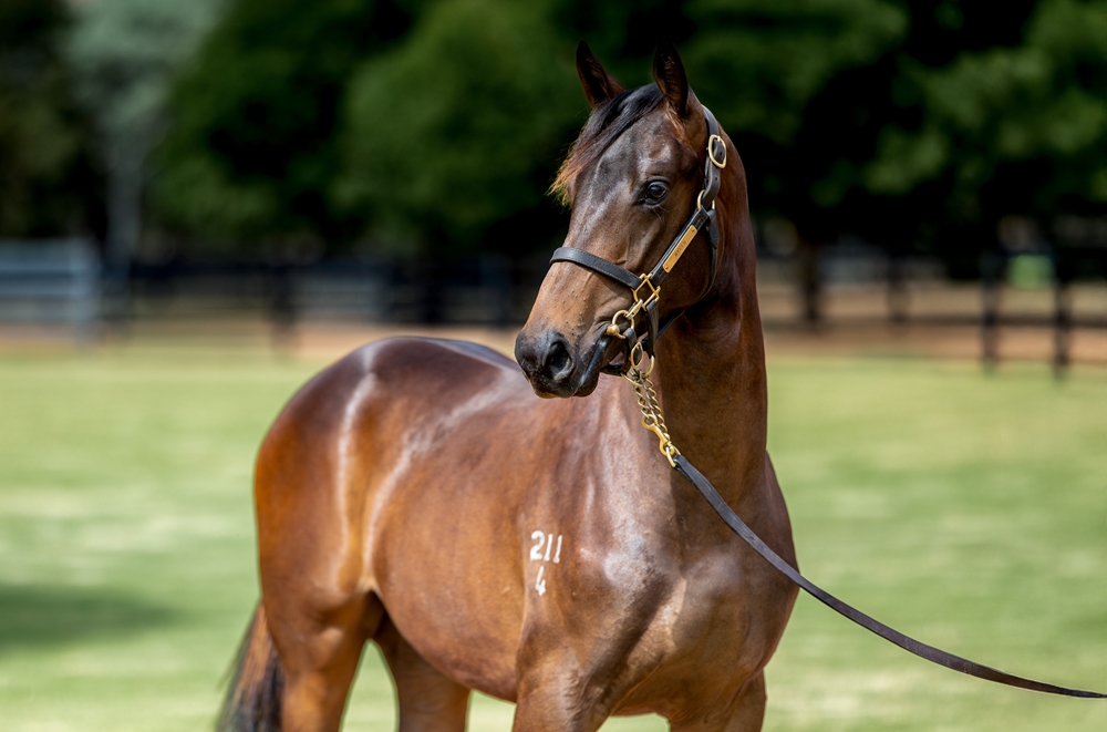 Zoustar (AUS) / Dulverton (AUS) 2024 Colt - Image 2