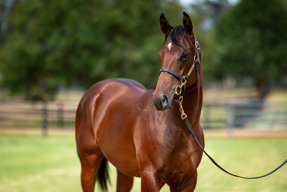 Harry Angel (IRE) / Fast River (GB) 2024 Colt - Image 2