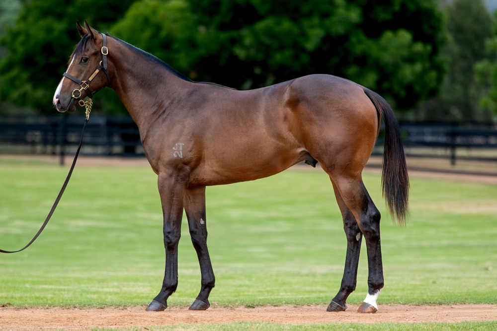 Ole Kirk (AUS) / Fastattack (NZ) 2024 Colt - Image 1