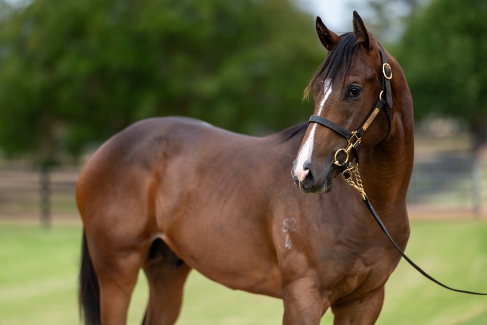 Ole Kirk (AUS) / Fastattack (NZ) 2024 Colt - Image 2
